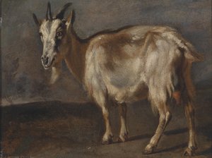 Estudio de una cabra de Pieter or Peter Boel